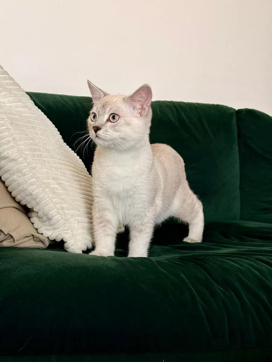 BKH Siam Mix Kater (knapp 5 Monate alt) inkl. Erst