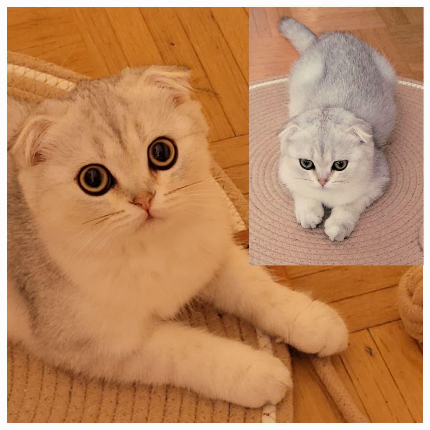 Blue Silver Tabby Spotted Mädchen abzugeben