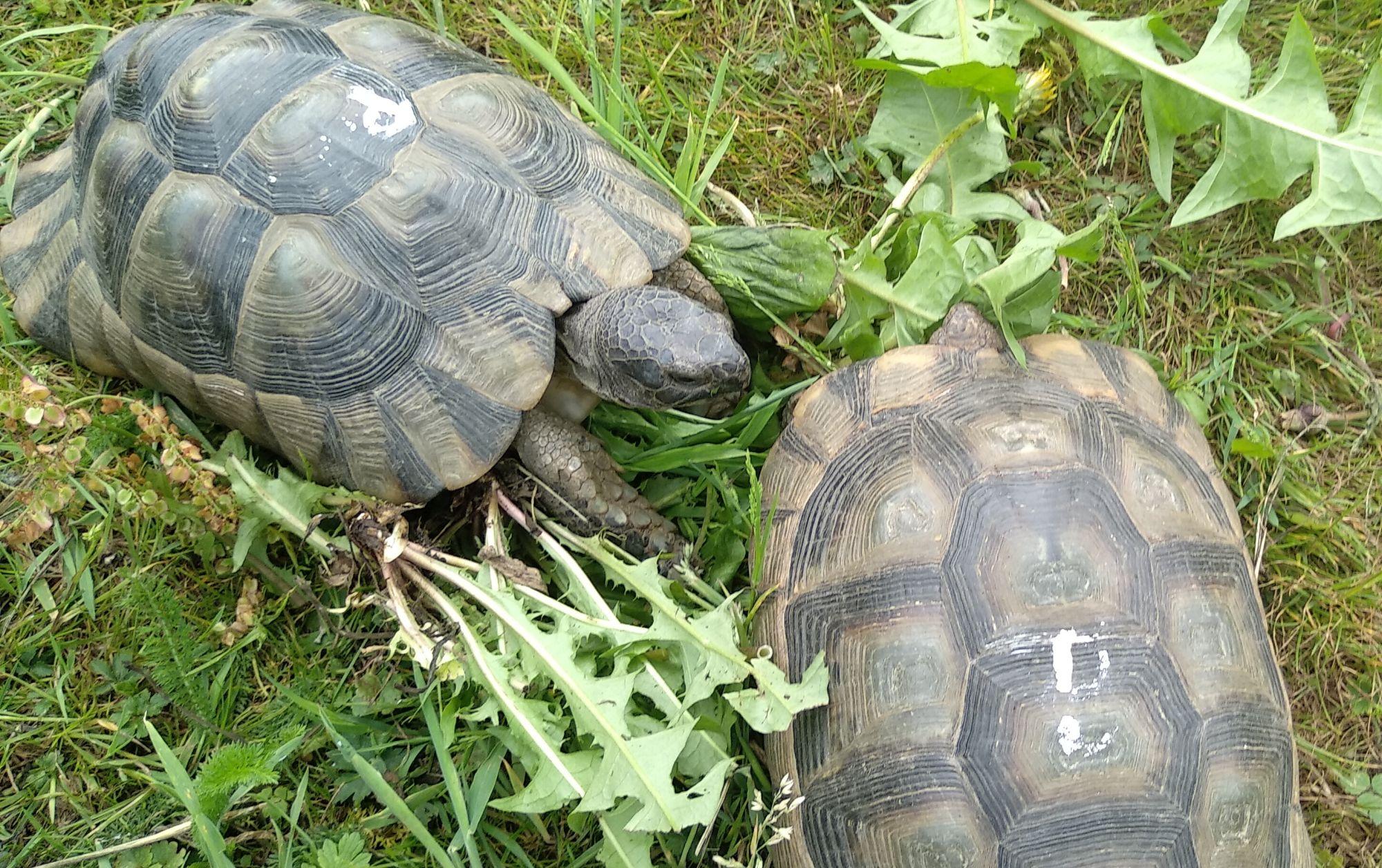 Breitrandschildkröten