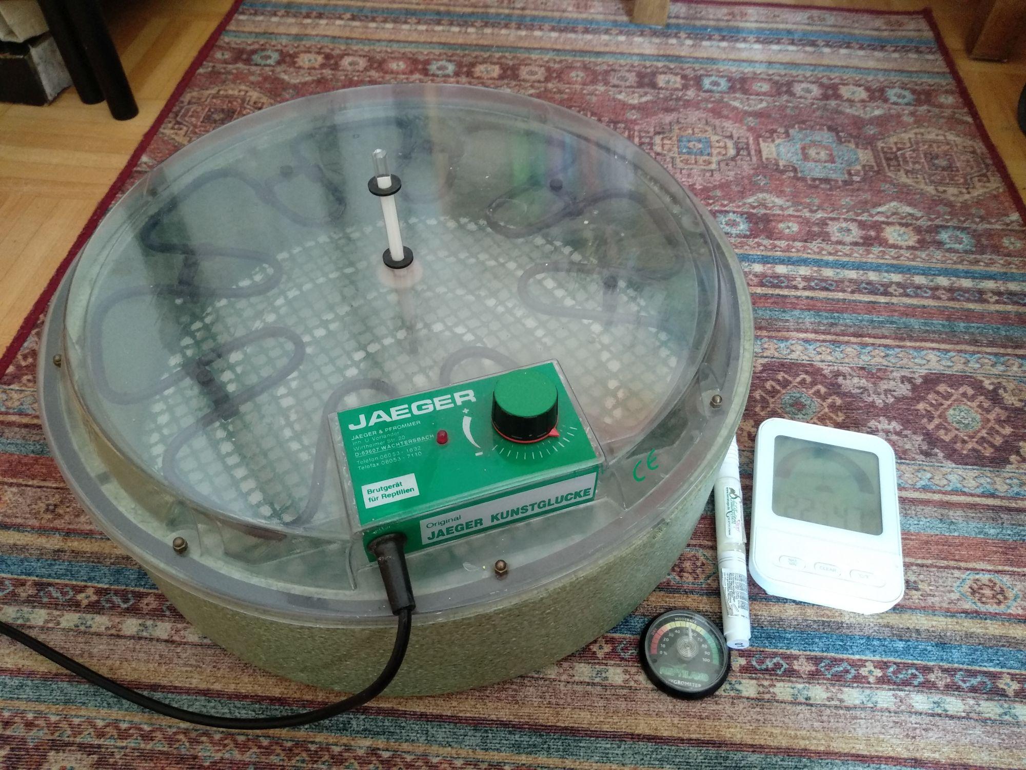 Breitrandschildkröten