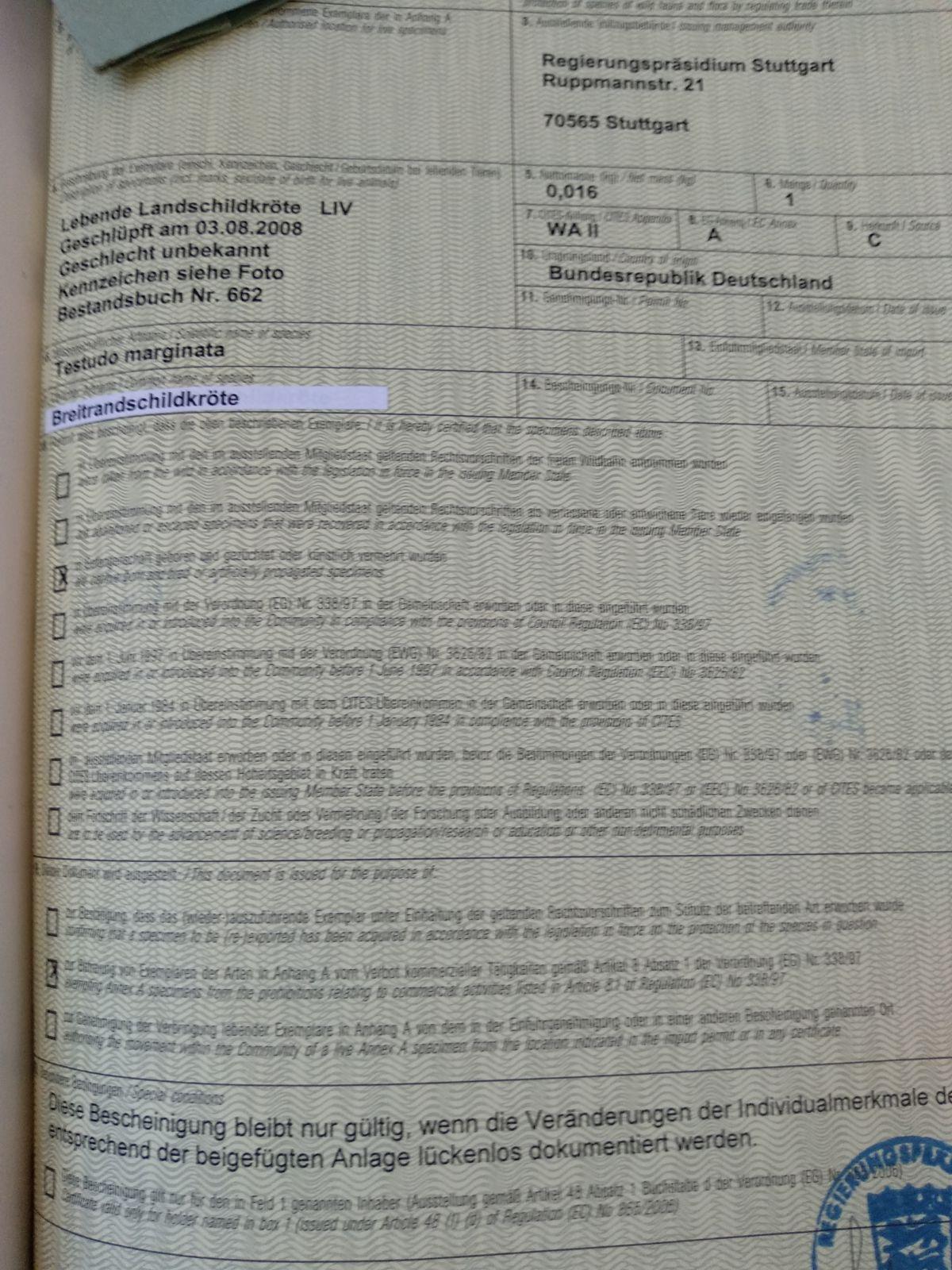 Breitrandschildkröten