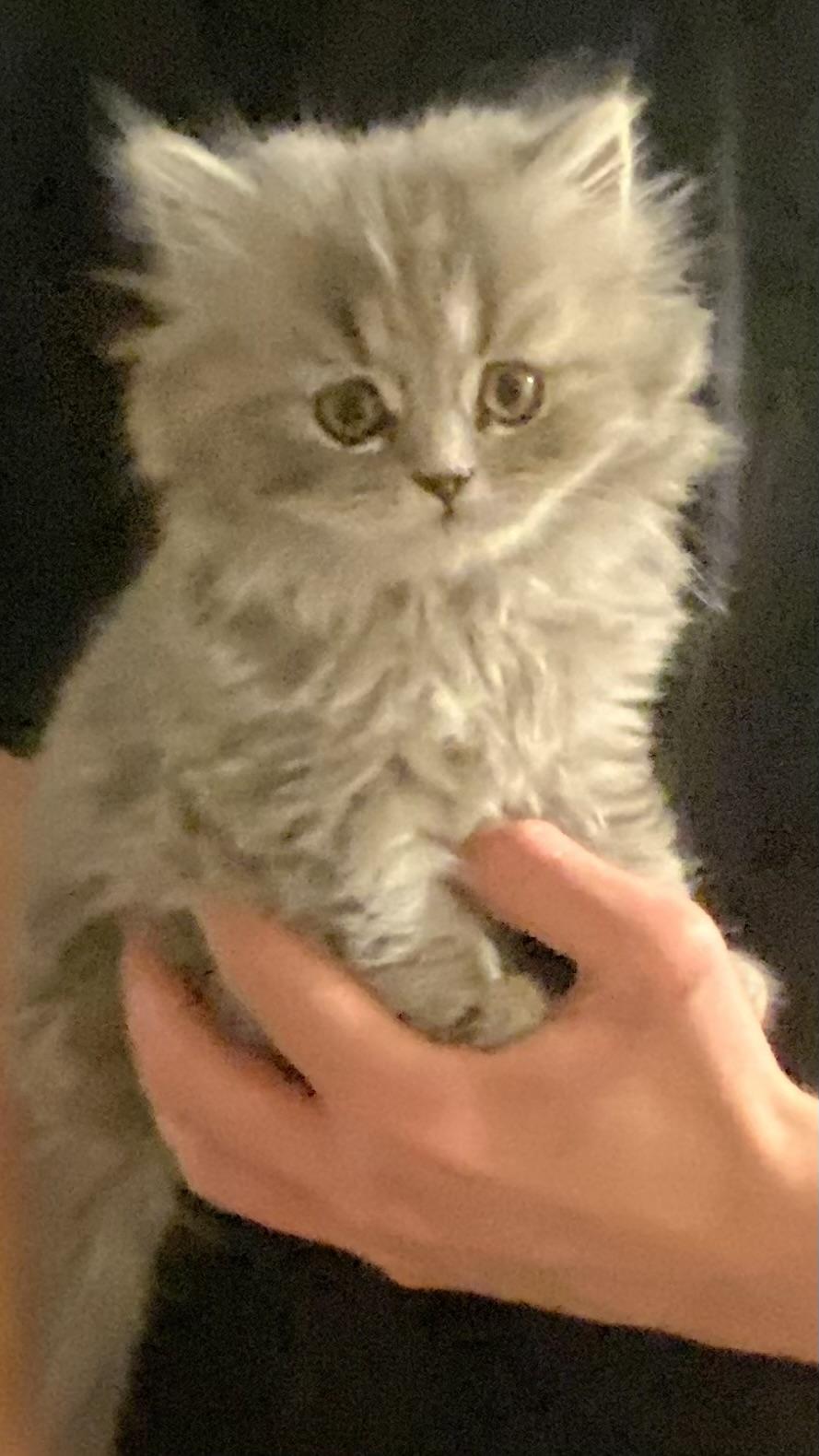 Britische Langhaarige Kitten