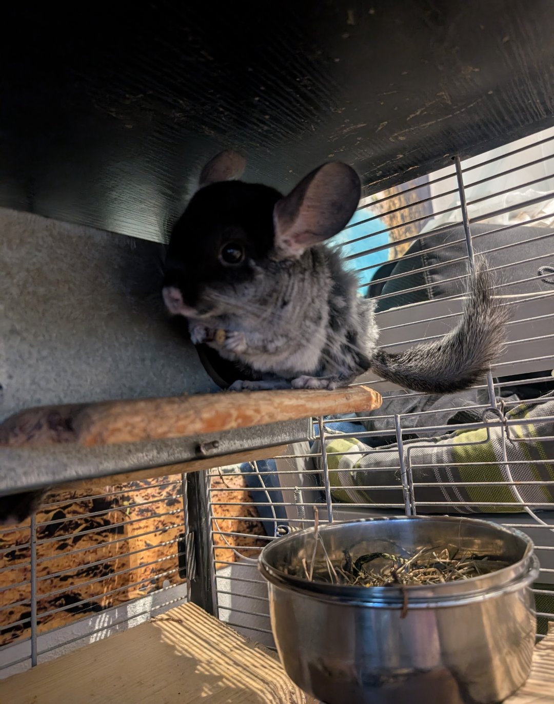 Chinchilla Bock