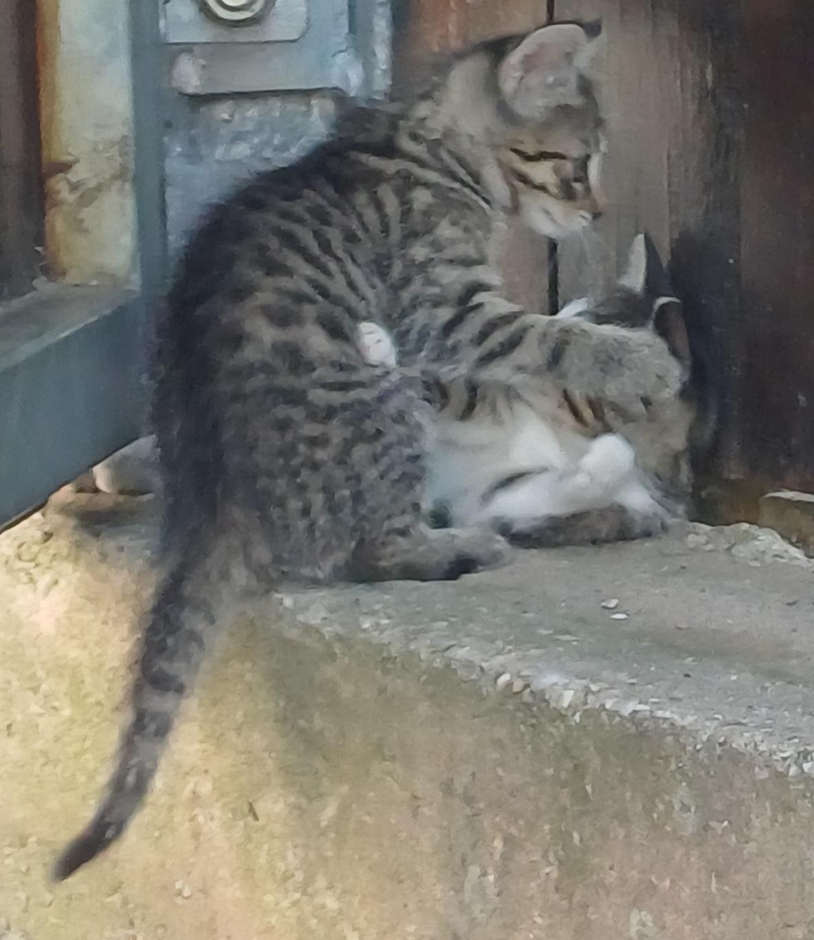 Drei kleine Kätzchen suchen ein liebevolles Zuhau