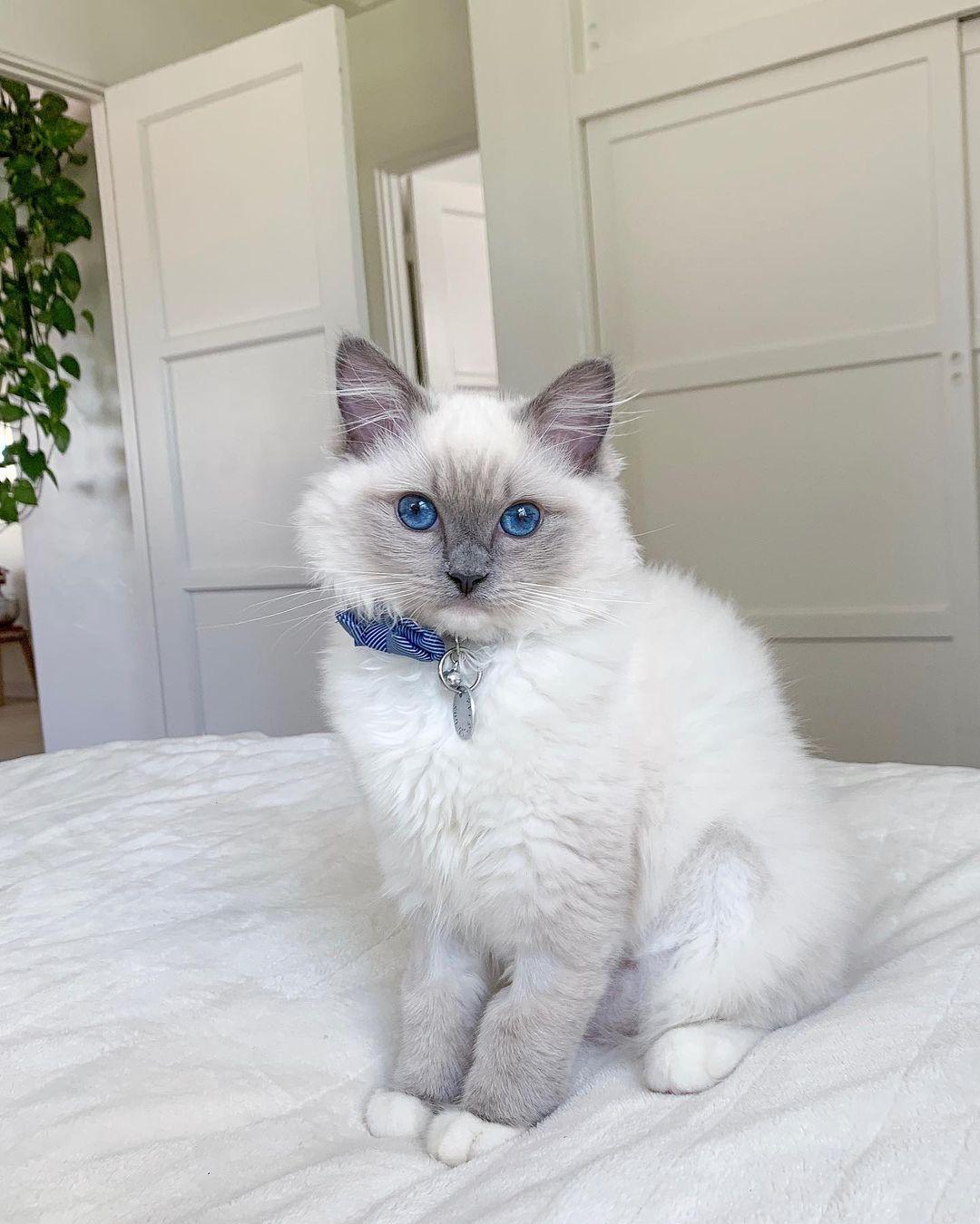 Entzückende Ragdoll-Kätzchen (männlich und weib