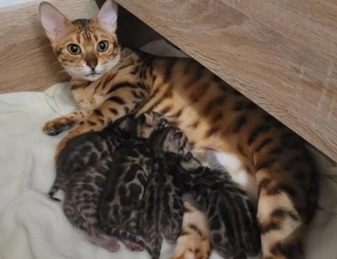 Exlusive Bengal Kitten mit Stammbaum