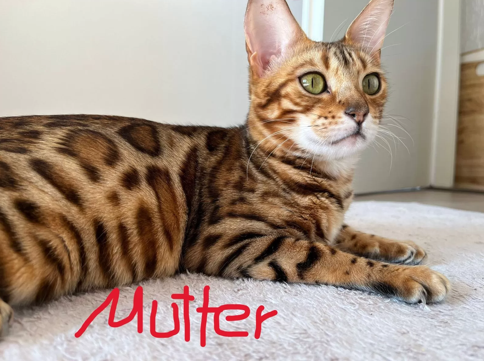 Exlusive Bengal Kitten mit Stammbaum