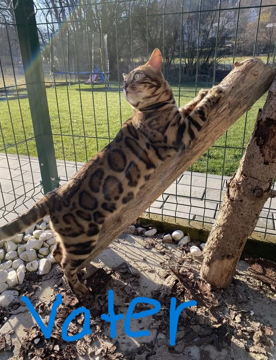 Exlusive Bengal Kitten mit Stammbaum