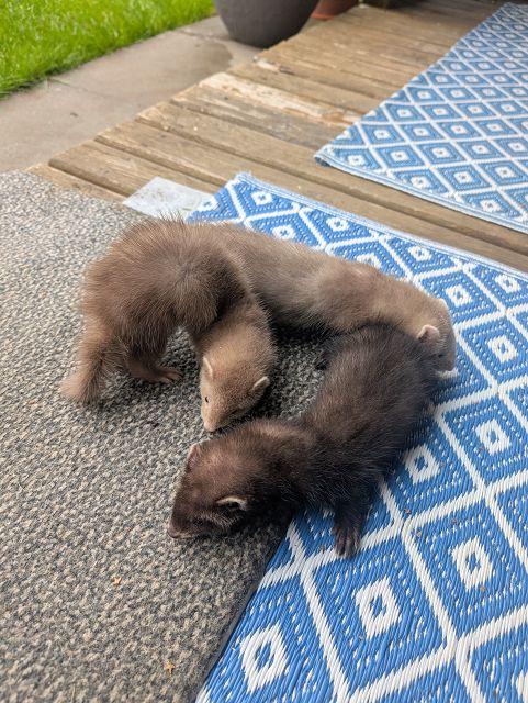 Frettchenjunge aus Mai 2025