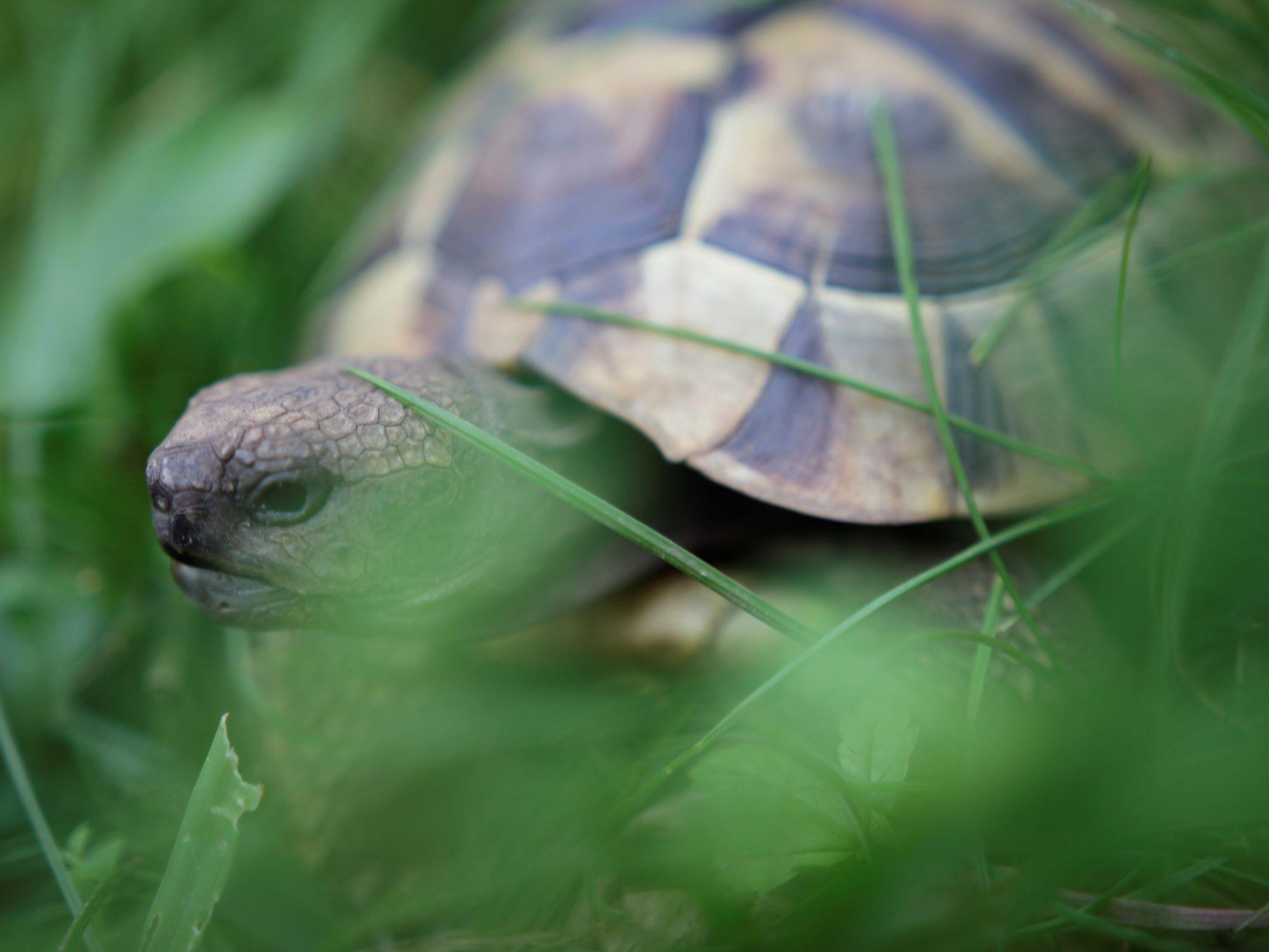 Griechische Landschildkröte NZ 2022