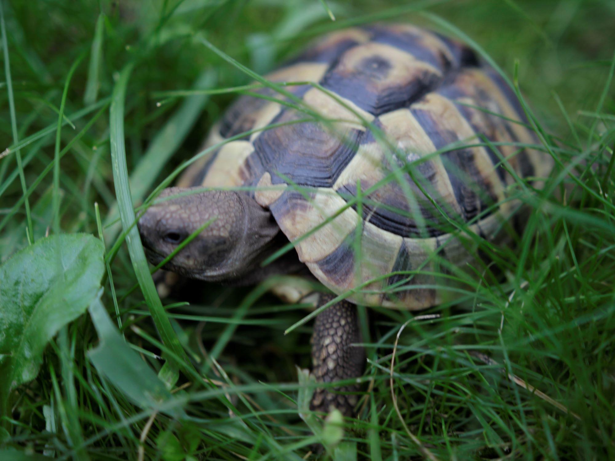 Griechische Landschildkröte NZ 2022