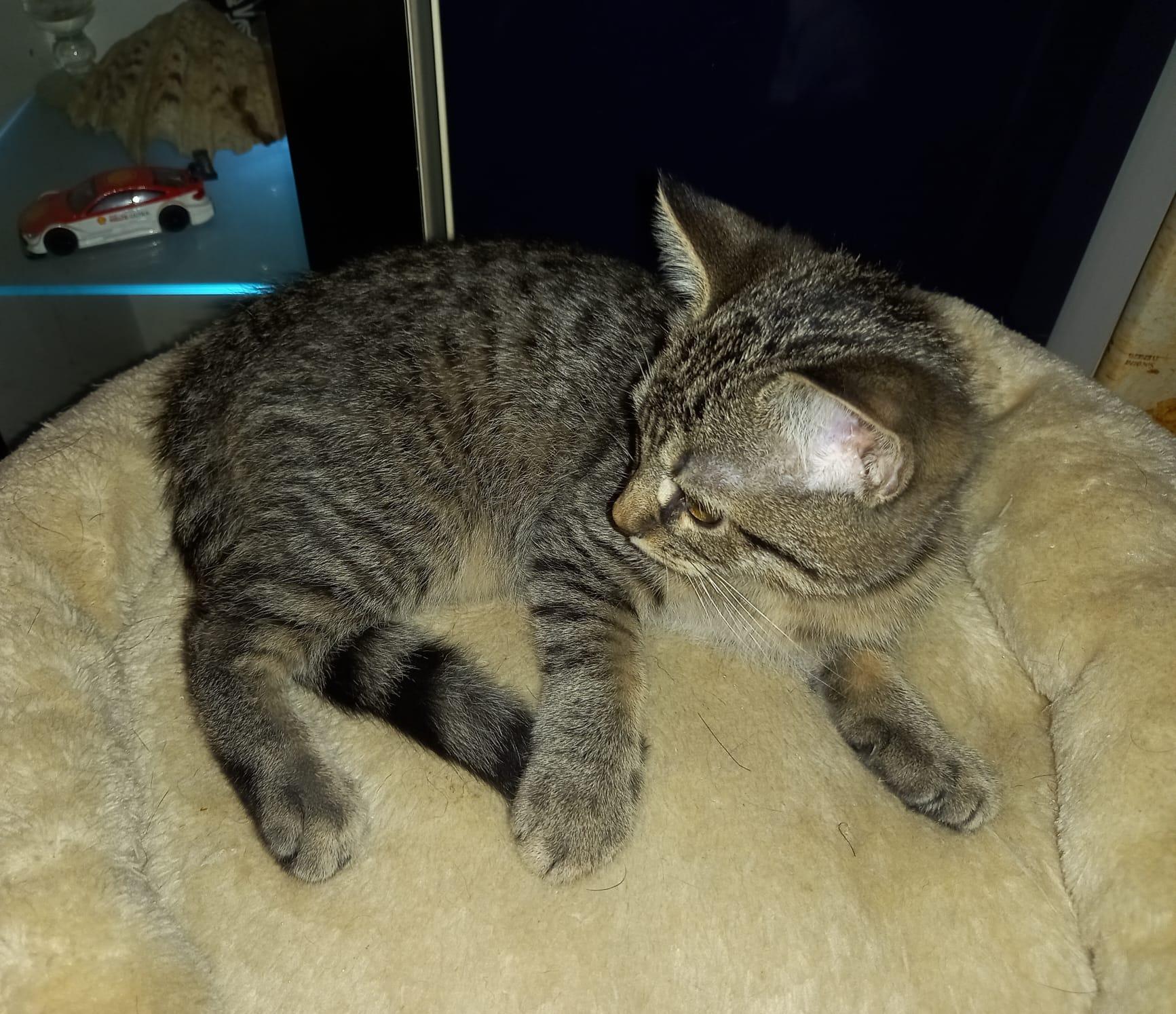 ♥️ Süßes Katerchen - BKH/EKH-Mix - 13 Wochen