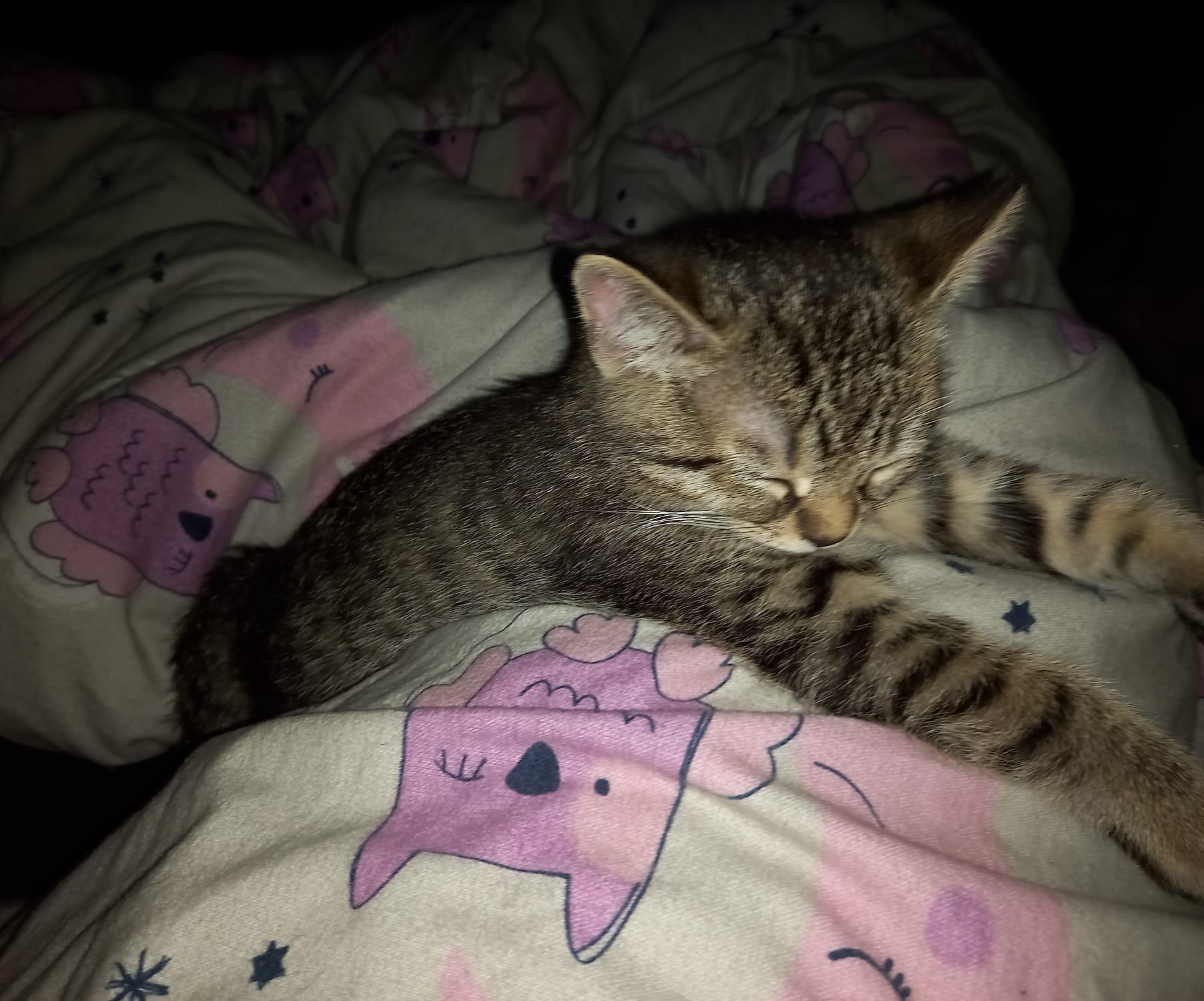 ♥️ Süßes Katerchen - BKH/EKH-Mix - 13 Wochen