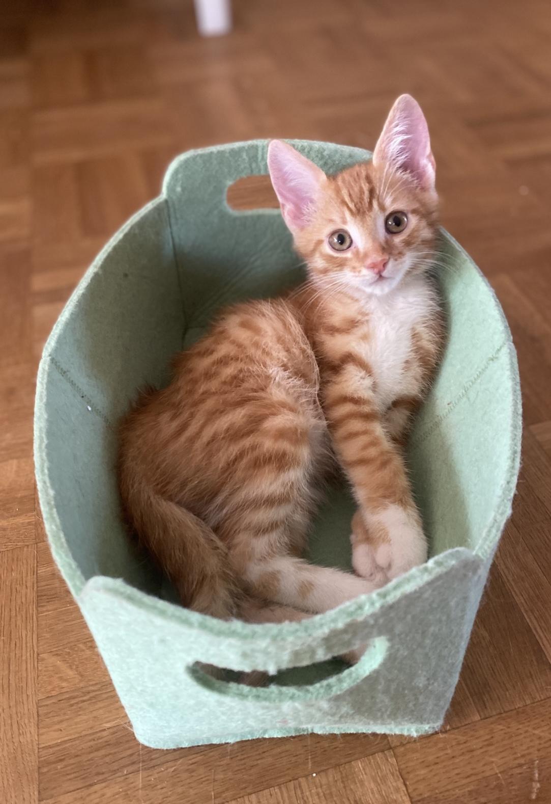 Kater 2 Monate sucht zuhause