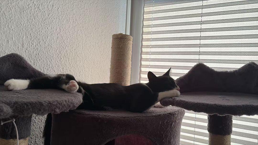 Kater dringen abzugeben