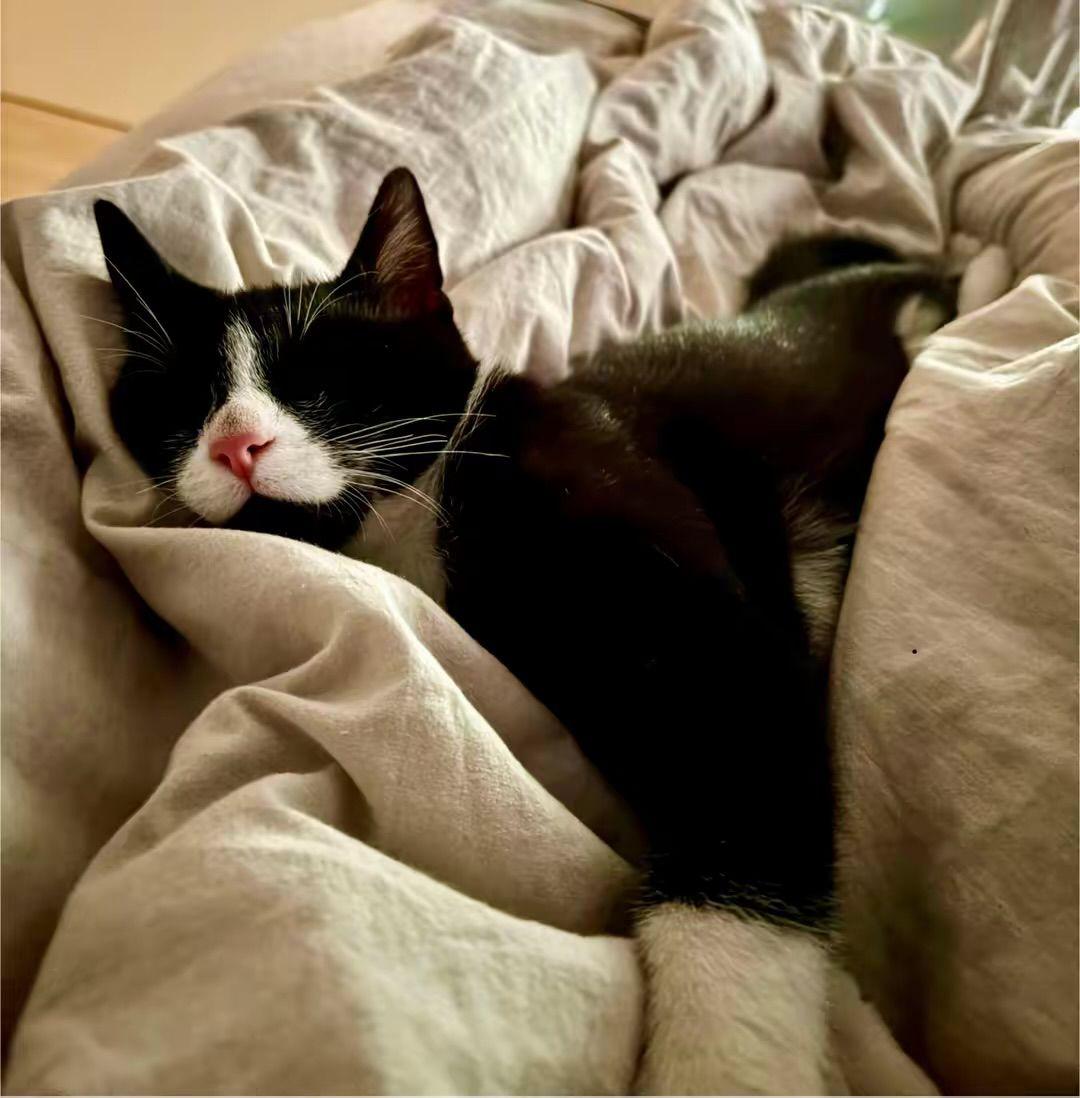 Kater dringen abzugeben