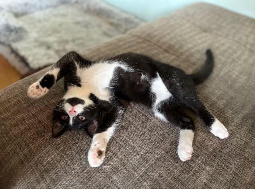 Kater dringen abzugeben