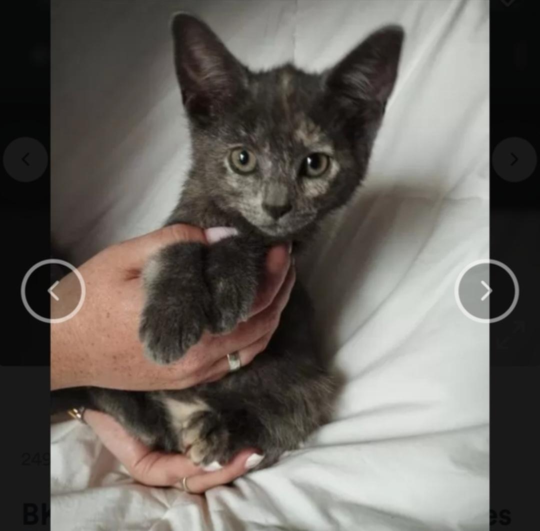 Bkh mix kitten suchen ein schönes Zuhause