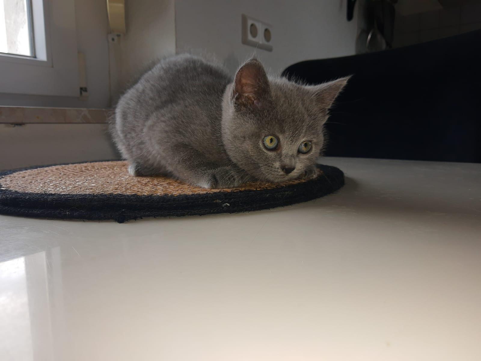 Kitten Russich Blau Mix