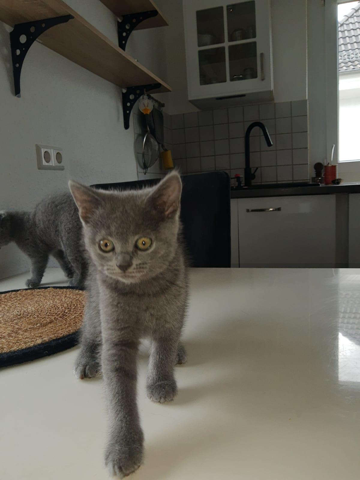 Kitten Russich Blau Mix