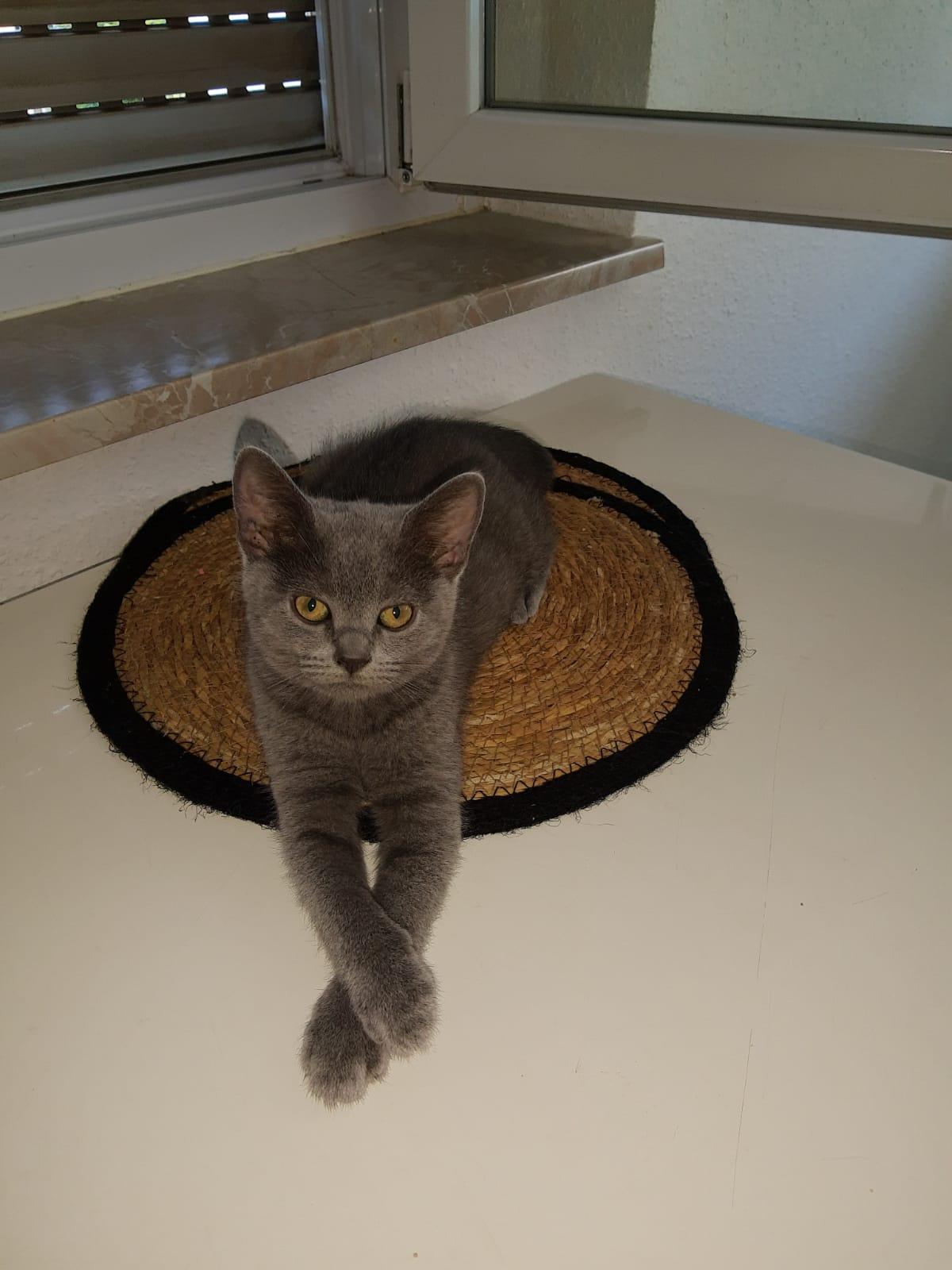 Kitten Russich Blau Mix