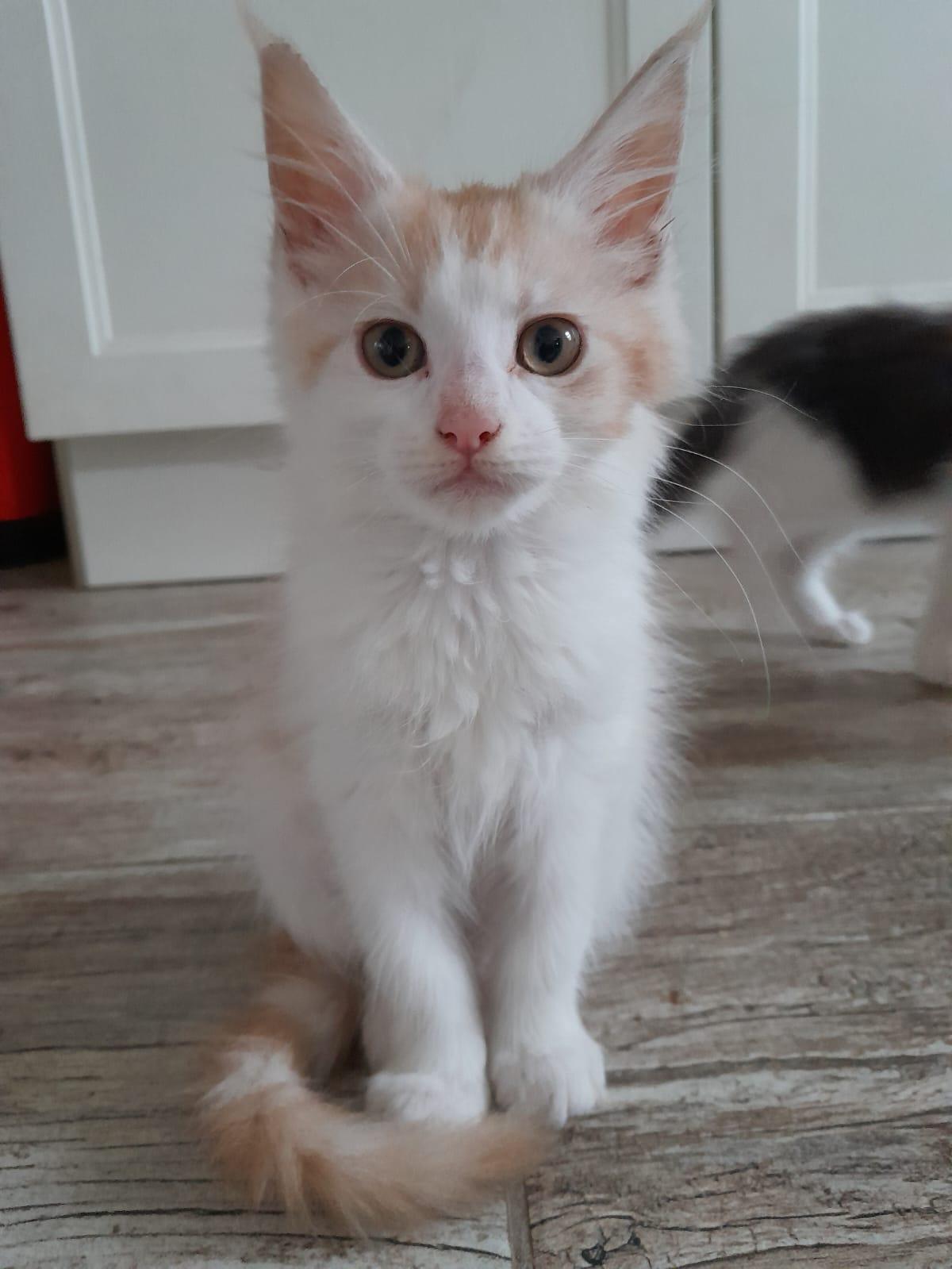 Maine Coon Kätzchen abzugeben