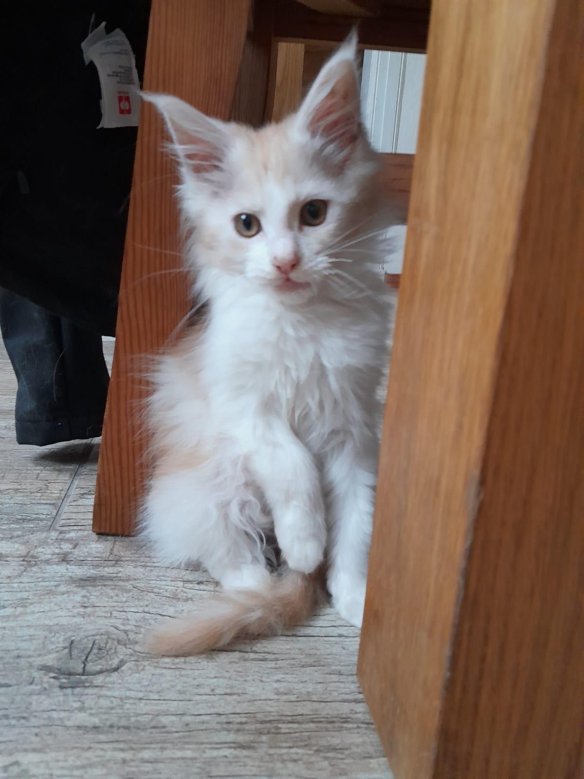 Maine Coon Kätzchen abzugeben