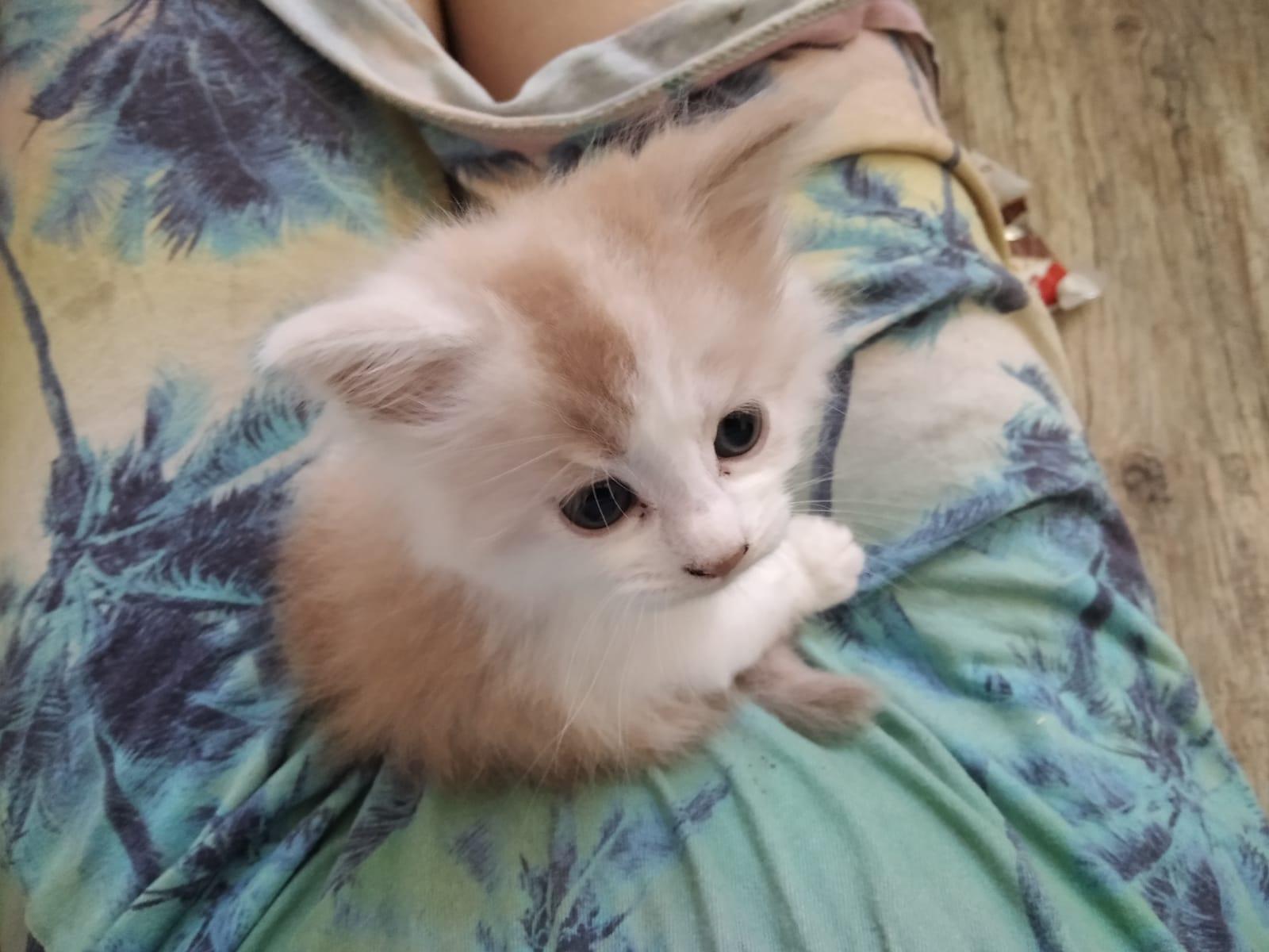 Maine Coon Kätzchen abzugeben