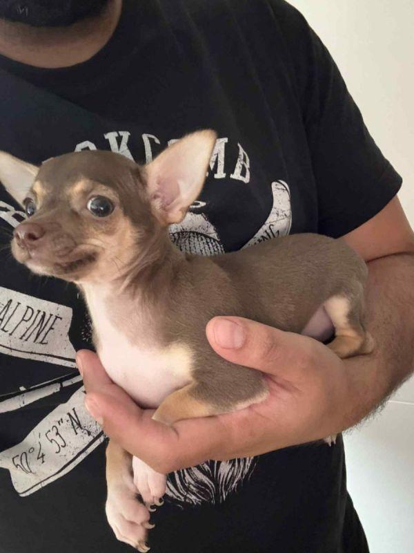 Mini Chihuahua - Welpin Weiblich sucht ein liebevo