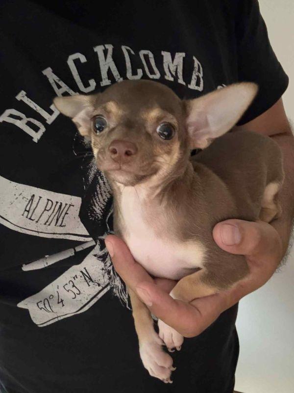 Mini Chihuahua - Welpin Weiblich sucht ein liebevo