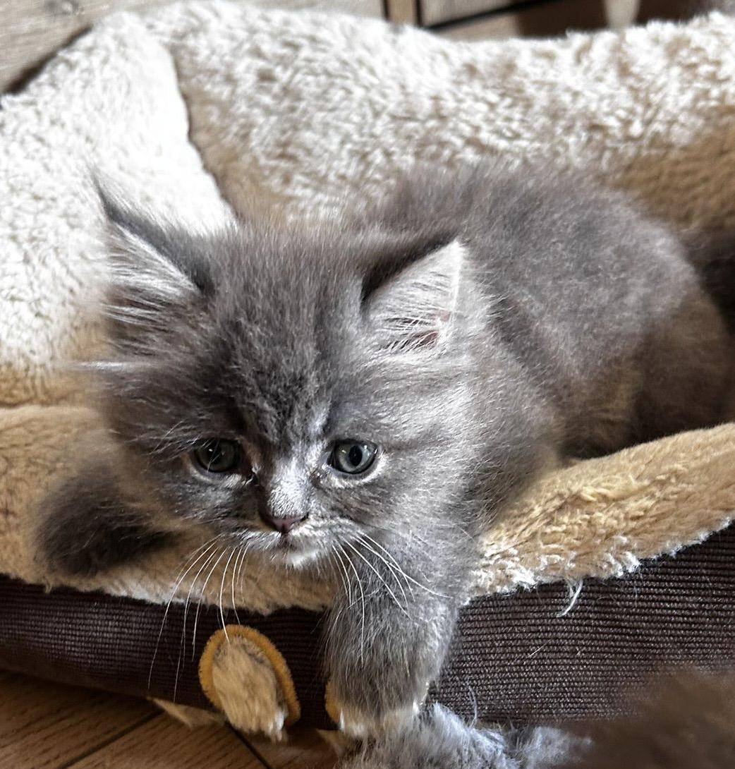 Perser kitten mit Nase