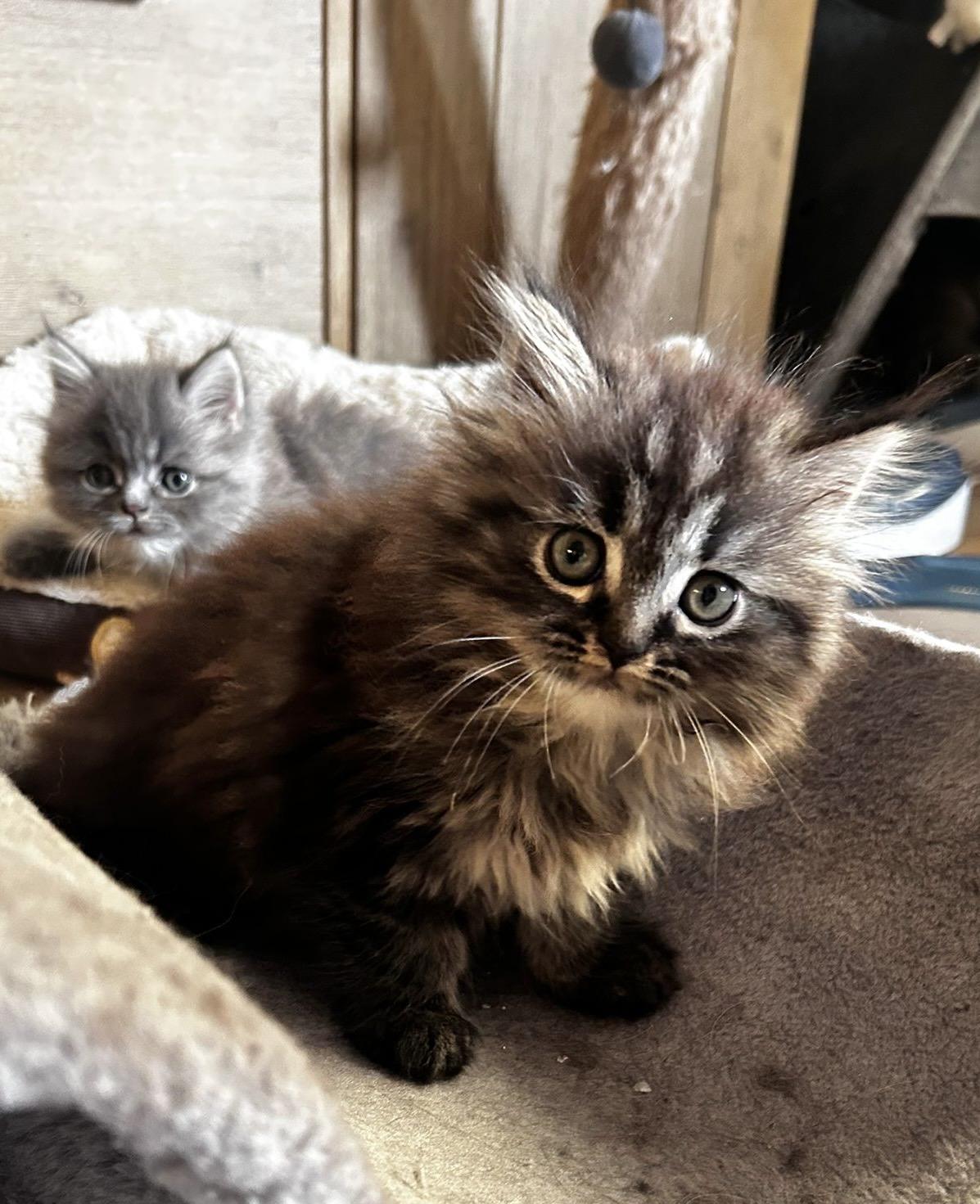 Perser kitten mit Nase