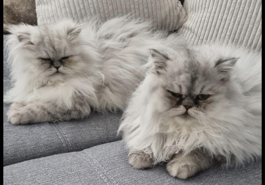 Persergeschwister weiß grau 1 Jahr