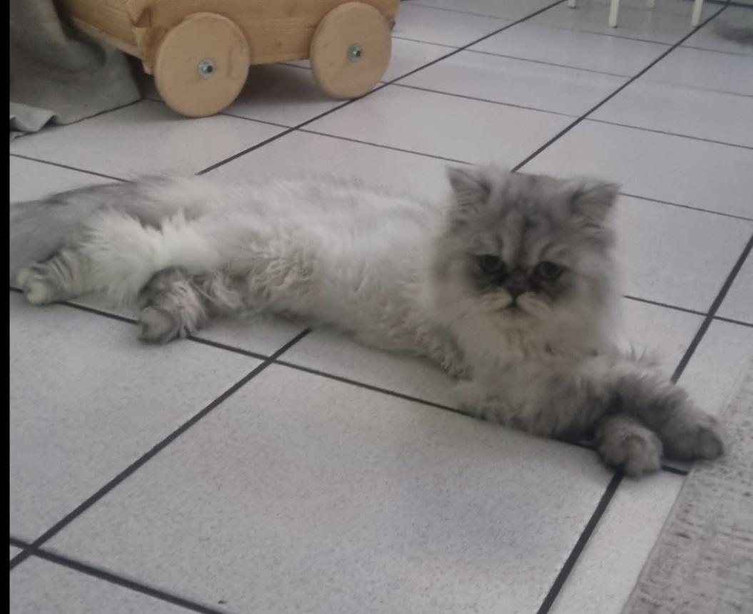 Persergeschwister weiß grau 1 Jahr