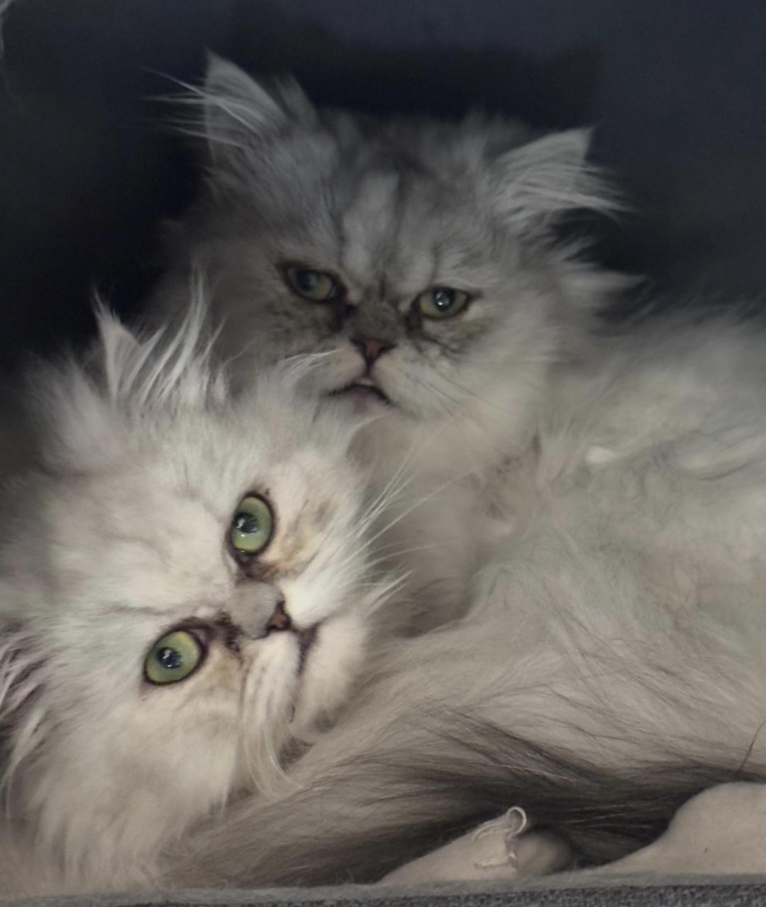 Persergeschwister weiß grau 1 Jahr