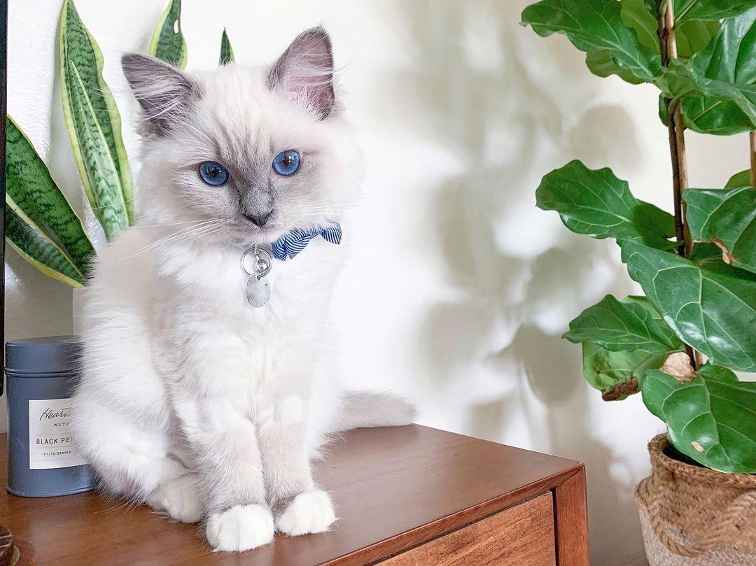 Ragdoll Kater sucht zu Hause