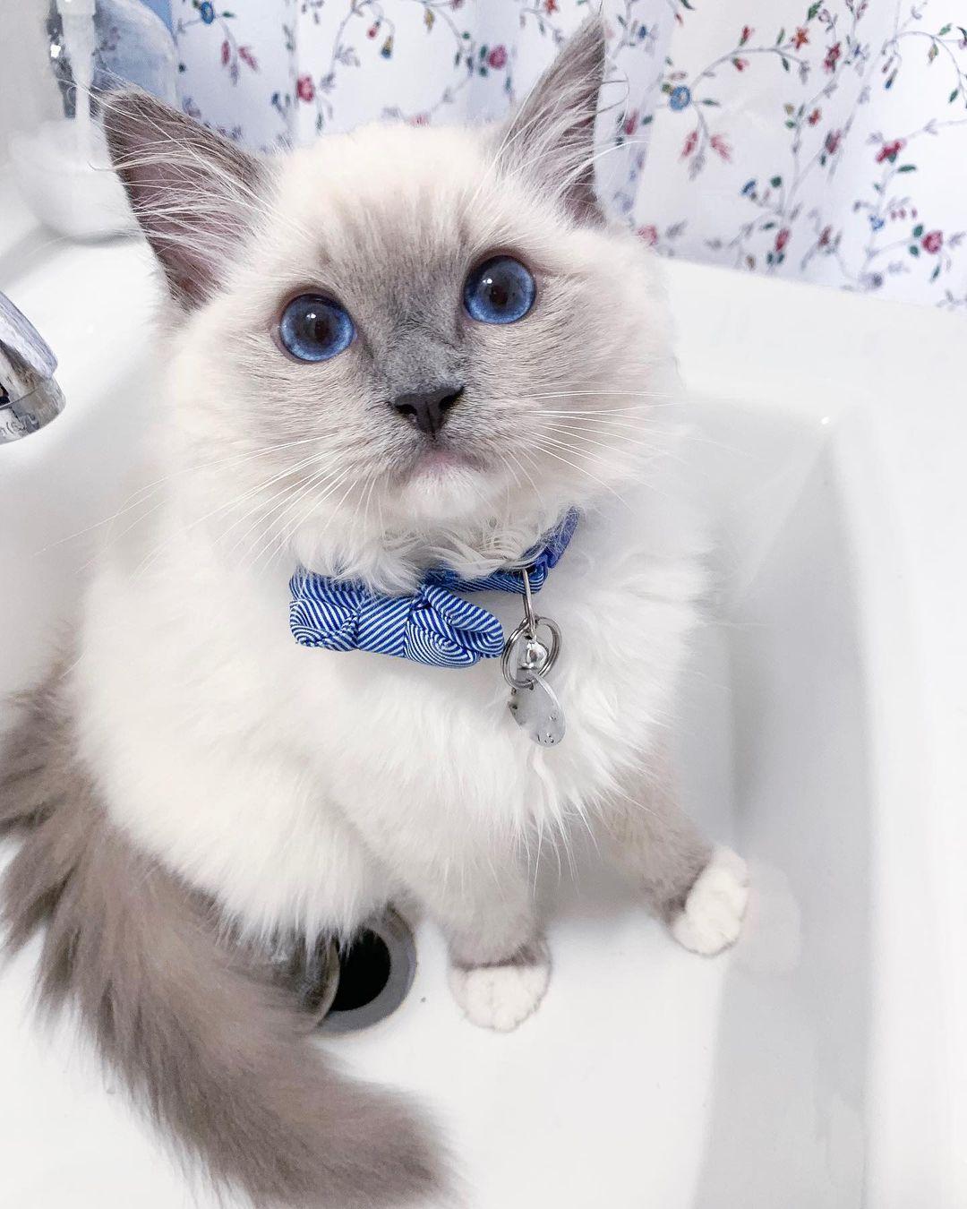 Reinrassige Ragdoll Kitten; 1 Katze; Abgabebereit