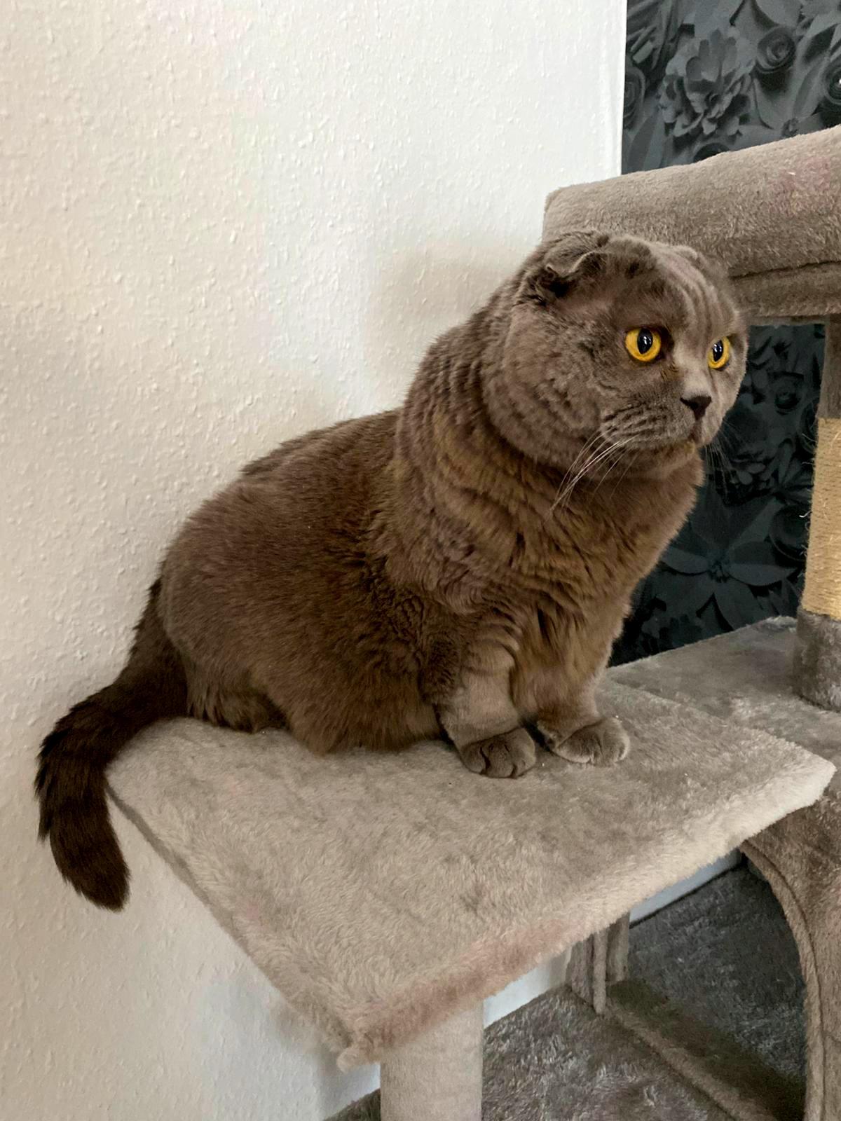 Scottish Fold BKH Katze