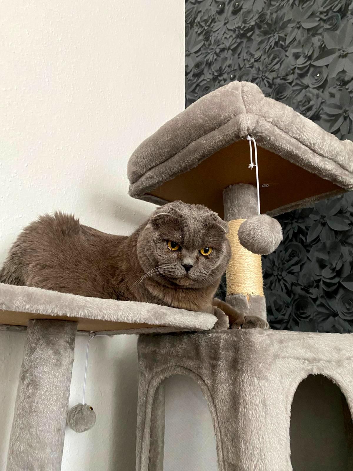 Scottish Fold BKH Katze