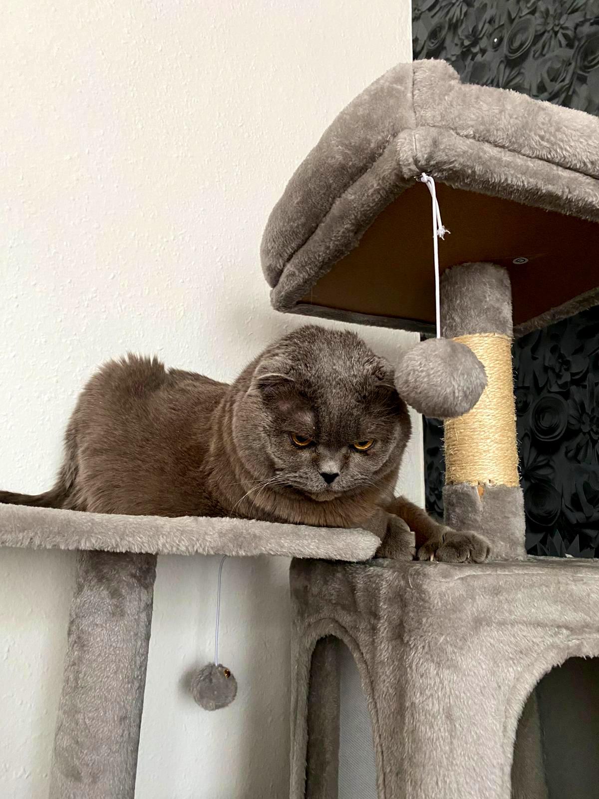 Scottish Fold BKH Katze