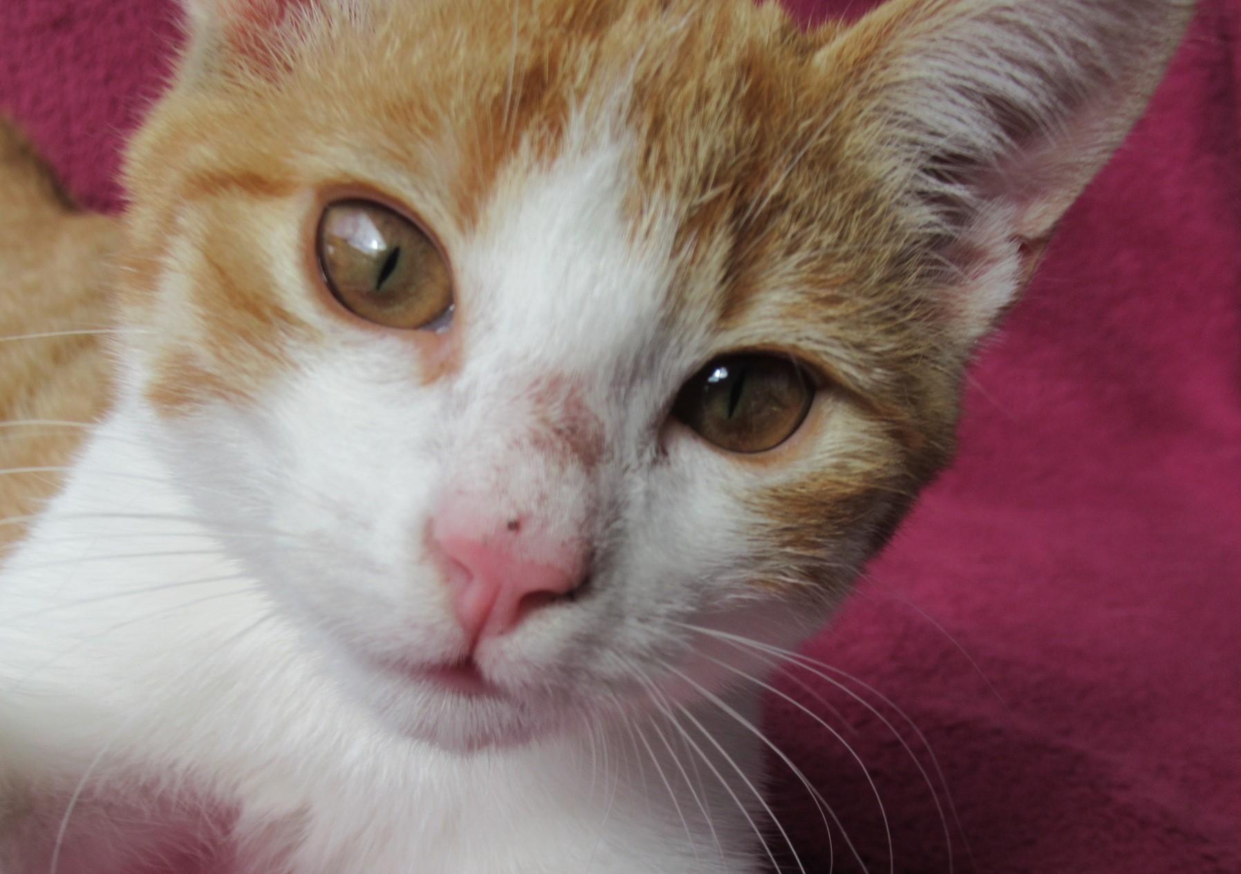 Süßes, verspieltes Katzenmädchen EKH rot weiß 