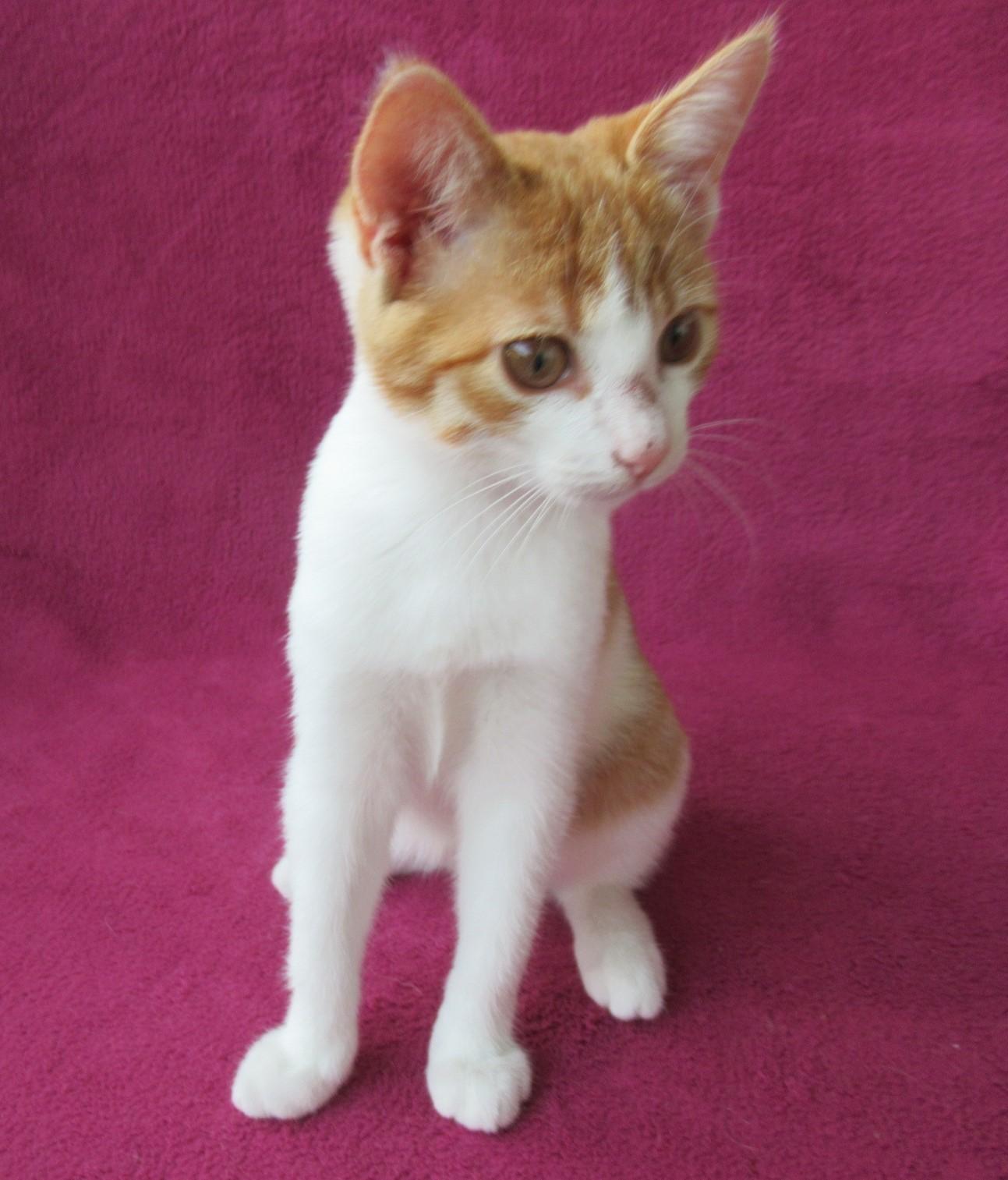 Süßes, verspieltes Katzenmädchen EKH rot weiß 