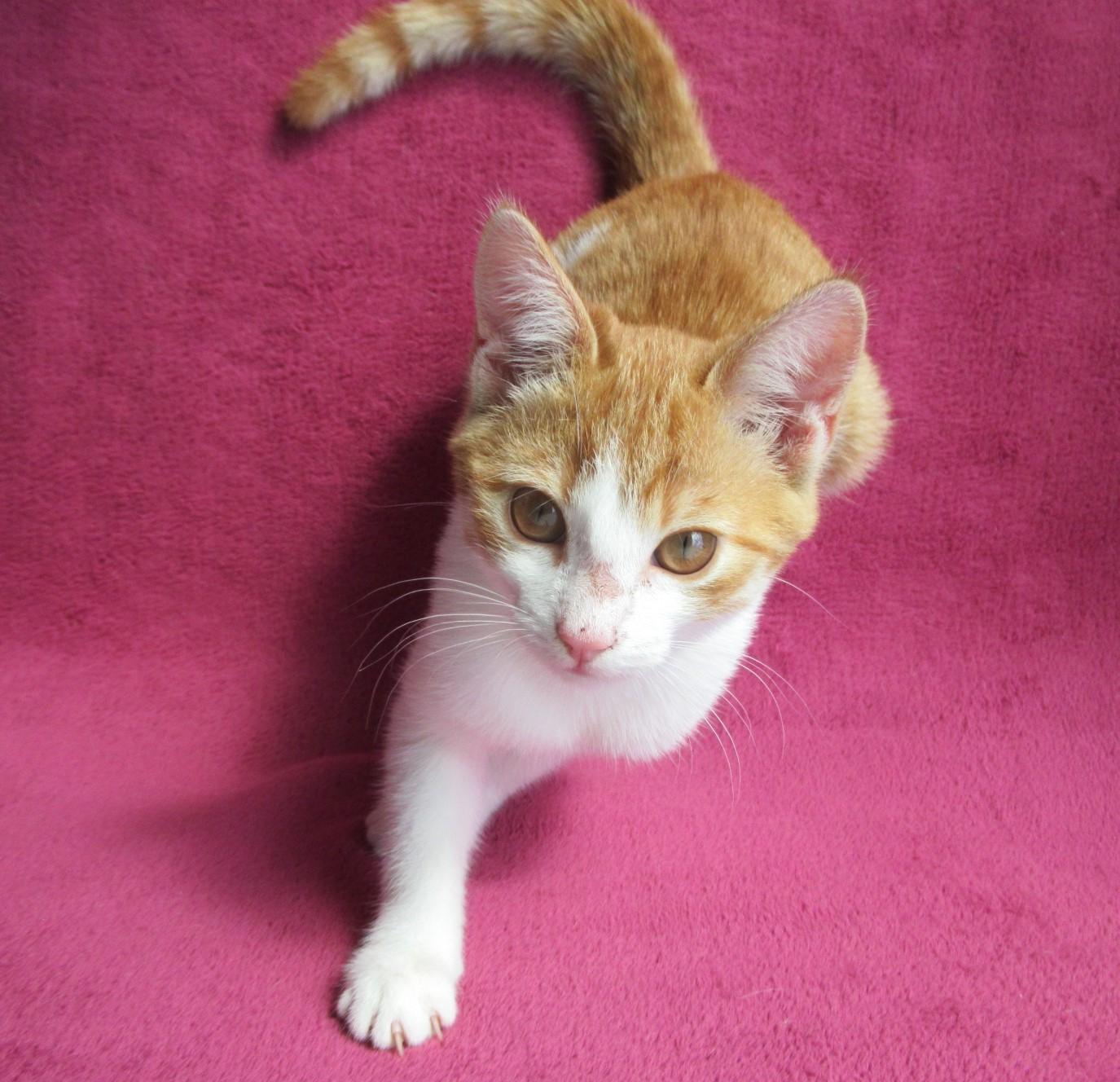 Süßes, verspieltes Katzenmädchen EKH rot weiß 