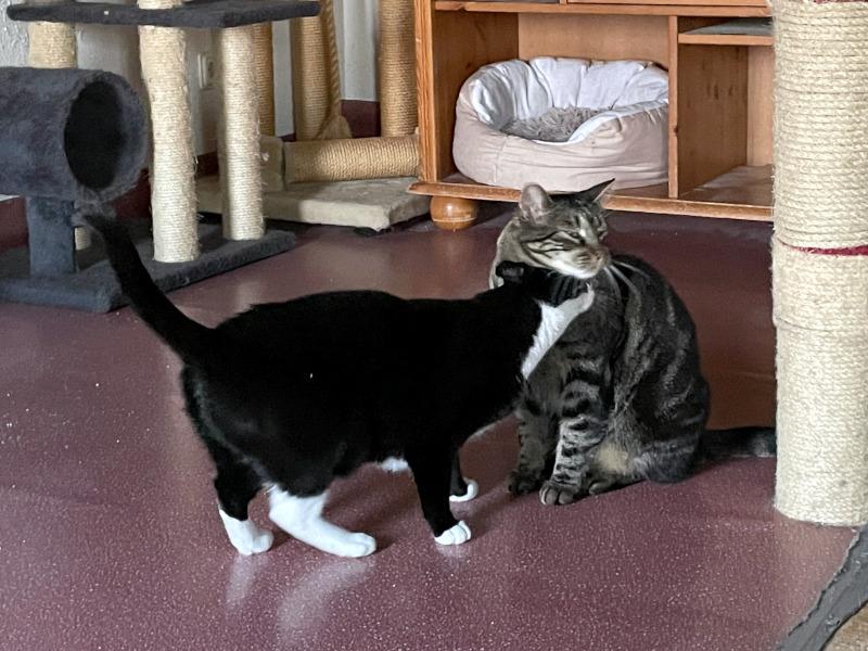 TONJA & MAXI - Traumpaar sucht gemeinsames Zuhause