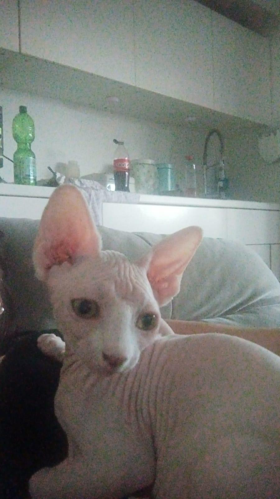Kanadische Sphynx