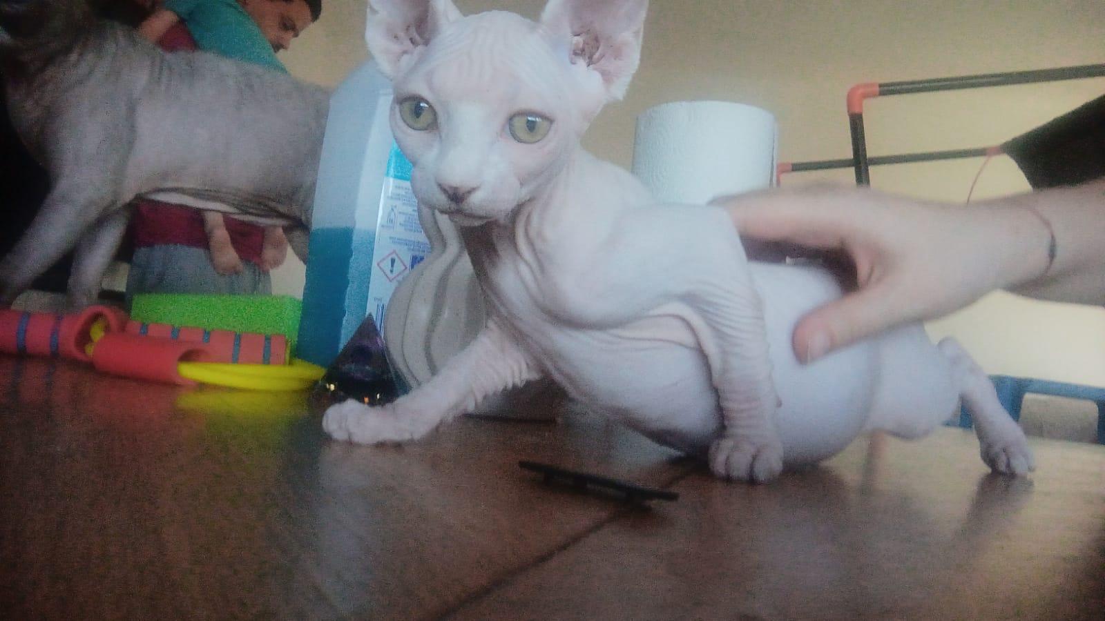 Kanadische Sphynx