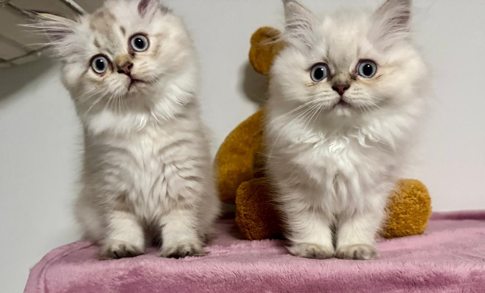 BKH BLH reinrassig Kitten Seal Shaded Silver Point