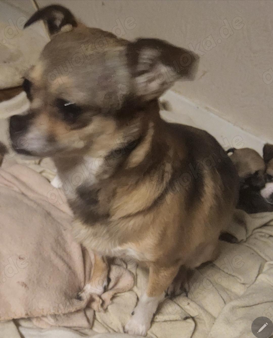 3 Chihuahua  Shi-Tzu Welpen