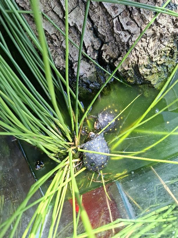 Tropfenschildkröten Clemmys-guttata  Nachzuchten