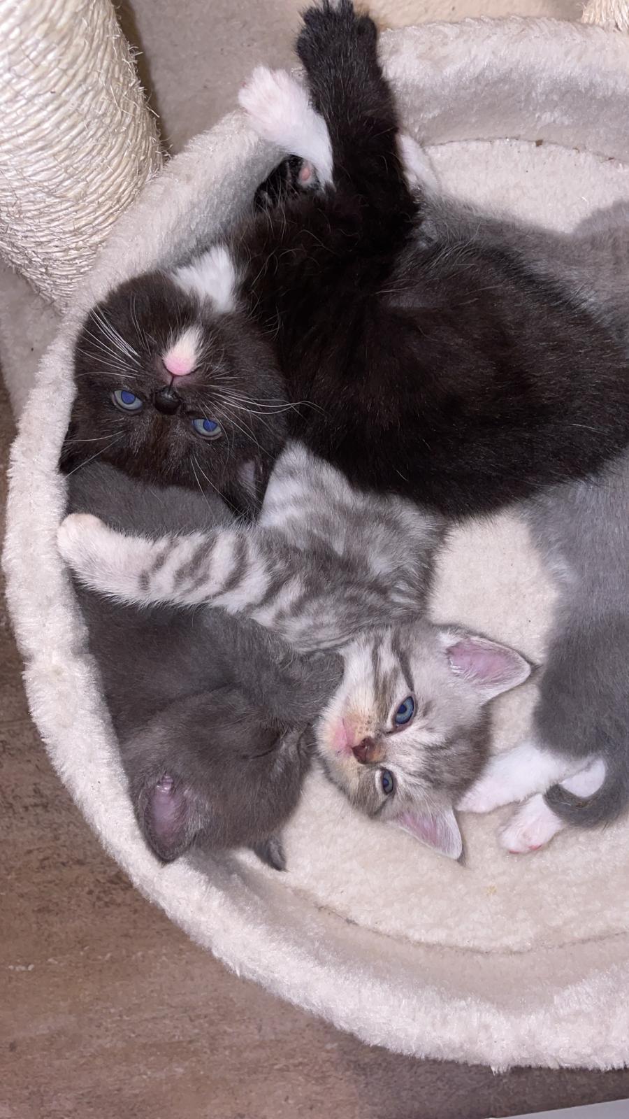 4 Britische Kurzhaar Katzen